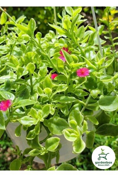 Gardenbox Makrome Saksılı Buz Çiçeği Yayılı Yer Örtücü Çiçek 20-30Cm