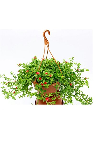Gardenbox Buz Çiçeği Makrome Saksılı 1 ADET 15-25Cm (Delosperma)