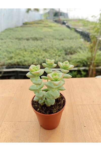 Ravza Çiçekçilik Crassula Perfossa ( 5,5 Cm ) Nadir Tür Kızaran Sukulent