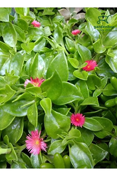 Gardenbox Yayılıcı Buz Çiçeği 10 ADET Viyolde 10-15Cm Delosperma