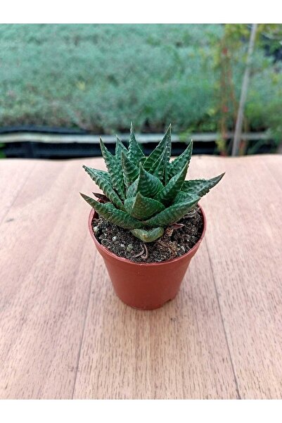 Ravza Çiçekçilik Haworthia Limifolia Sukulent ( Yeşil Zebra Sukulent ) 5,5 Cm...