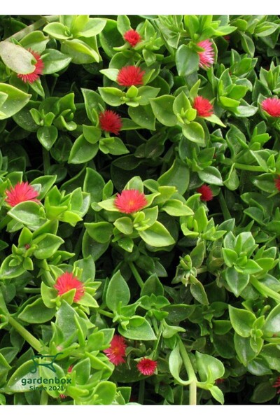 Gardenbox Yayılıcı Pembe Buz Çiçeği 5 ADET Saksılı 10-20Cm (Delosperma)