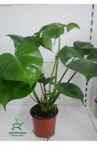 Gardenbox Monstera Deliciosa Dolgun Deve Tabanı Çiçeği 30-60Cm 1 Adet