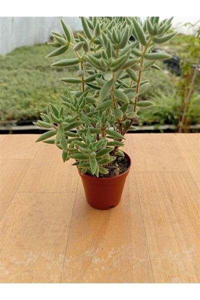 Genel Markalar Crassula Mesembryanthemoides ( Ince Yaprak ) ( 5,5 Cm )