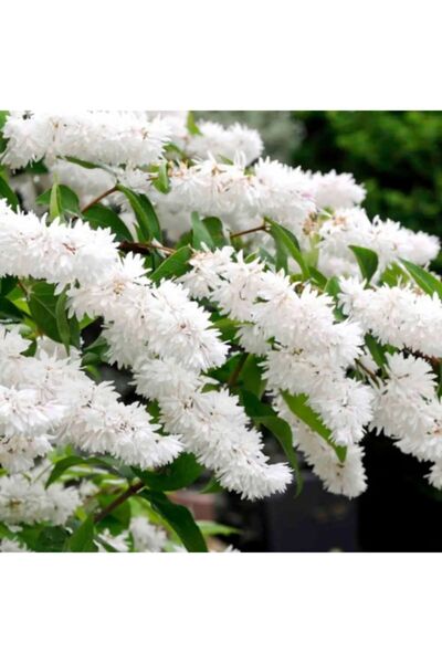 Daglioglu Fidancilik Havlu Püskülü Fidanı