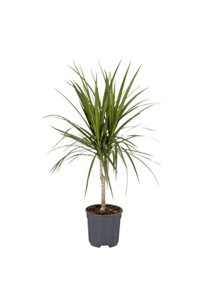 YEŞİLİMARKET Marginata Dracaena Tekli Ev Salon Ofis Bitkisi 30-40 cm