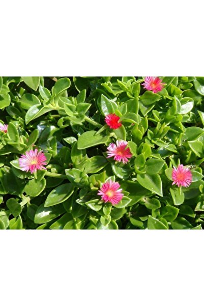 YEŞİLİMARKET Buz Çiçeği Fidesi 40 Adet Çiçek Açan Yer Örtücü Bitki