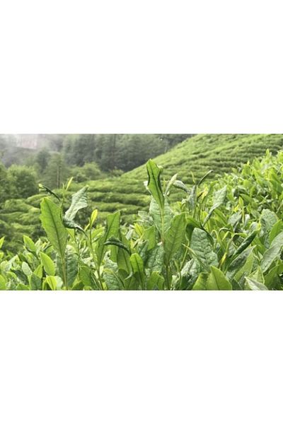 Çaykur Camellia Tea - 500g 12 Pieces