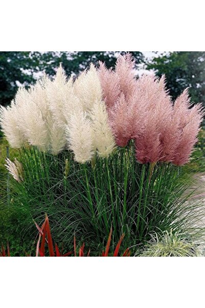 The Best Online Thebestonline Krem Pampas Fidanı, Saksıda, 15-30 Cm, 3 Adet