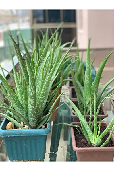 ABAYASU Alovera Çiçeği