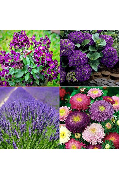 bfalina botanik 40 ADET KARIŞIK ÇİÇEK TOHUM PAKETİ-ÇOK YILLIK (ALİSYUM, MOR O...
