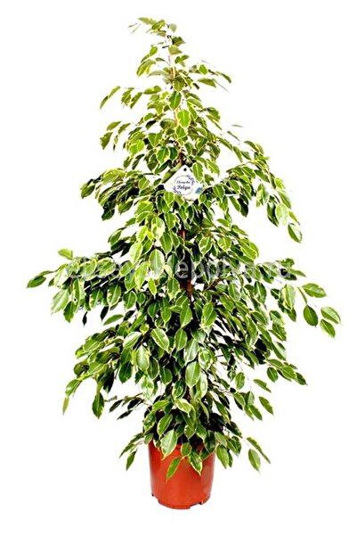 The Best Online Ficus Benjamin Gold Bitkisi