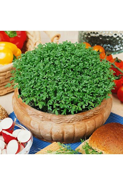 ZENGARDEN EV VE BAHÇE baharlı bahçe teresi pepper cress tohumu