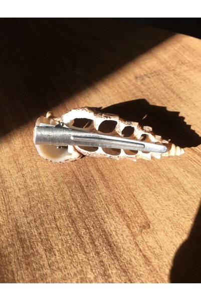 özde dekor مشبك صدف مثقوب (CERITHIUM VULGATUM)