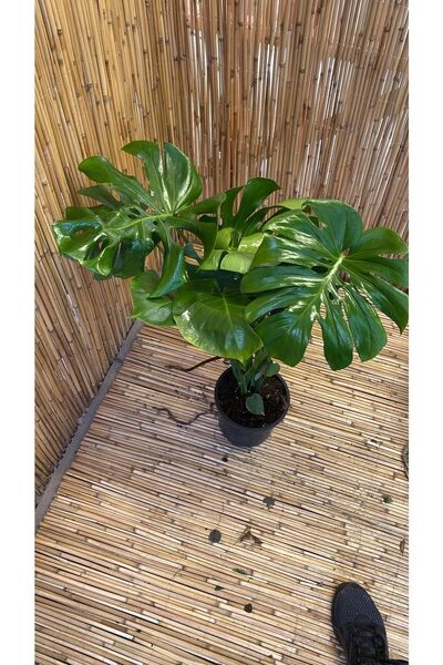 SENA BOTANİK VE ÇİÇEK Deve Tabanı