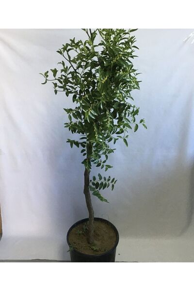 Fidan Sahası SAKSIDA HÜNNAP FİDANI 6 YAŞ 110-140 CM