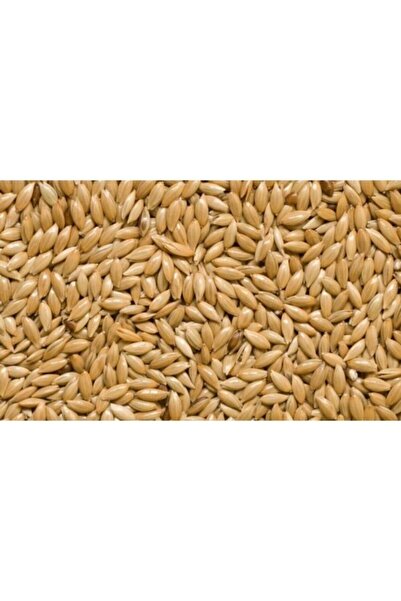 cotanakkafes Aspur Sade Kanarya Yemi 1 Kg