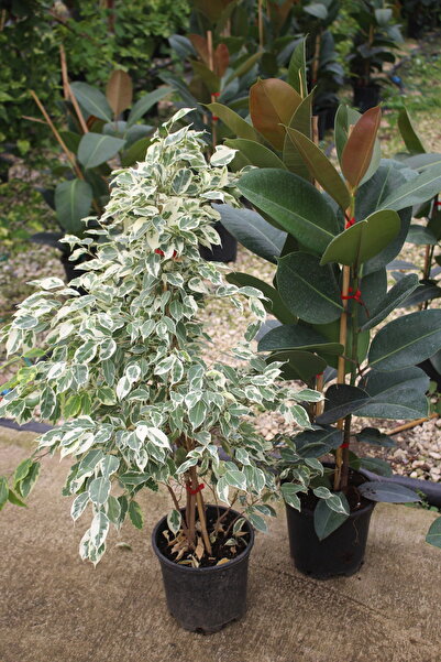 iklim garden Ficus Benjamin Starlight - Kavçuk Bitkisi Canlı salon bitkisi 2 ...