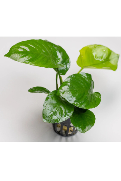Meç Akvaryum Canlı Bitki (1 Adet) (Anubias Barteri Broad Leaf) (10-15CM)