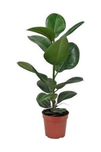 YEŞİLİMARKET Kauçuk Çiçeği Salon Bitkisi 50-60 Cm