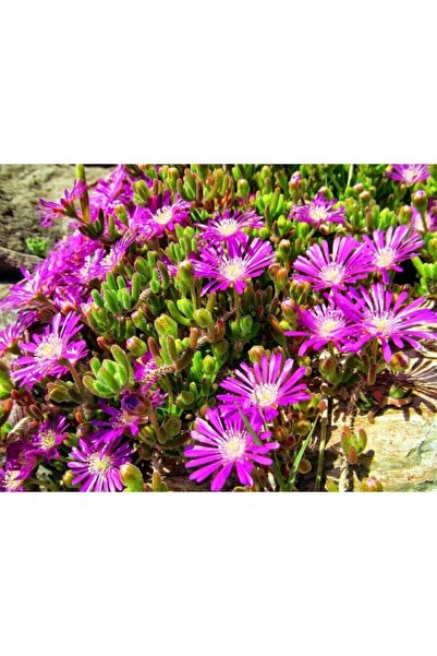 YEŞİLİMARKET Acem Halısı Fidesi 45 Adet Çiçek Açan Yer Örtücü Bitki Çok Yıllı...