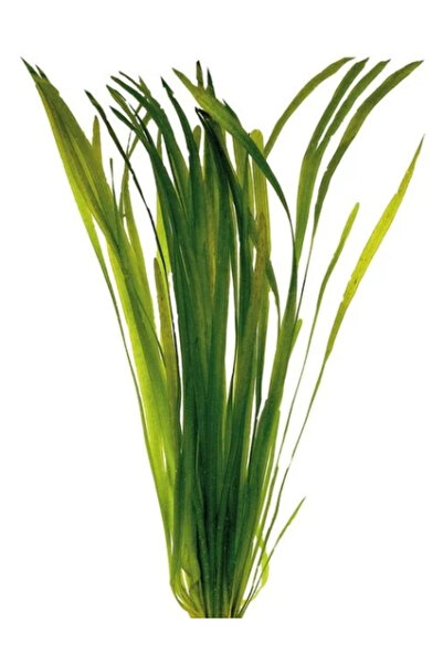 Meç Akvaryum Canlı Bitki (1 Saksı) (Vallisneria Spiralis) (Saz)