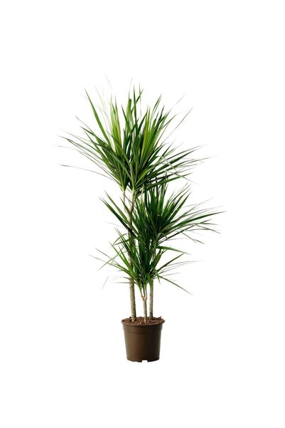 YEŞİLİMARKET Marginata Dracaena Salon Bitkisi Ev Ofis Bitkisi 3 Köklü 110-130 cm
