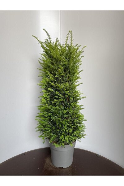 AnkaBahçe Porsuk Çamı 30-50 cm