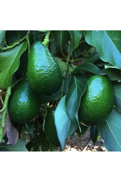 ruzgarbotanik Aşısız Avokado Fidanı 60 Cm 80 Cm