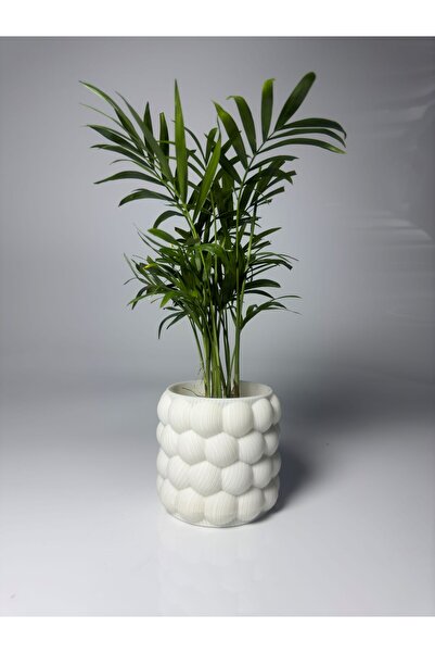 Xeir Decoration Renkli Bubble Skulent Saksı - Baloncuk Desen 9 CM