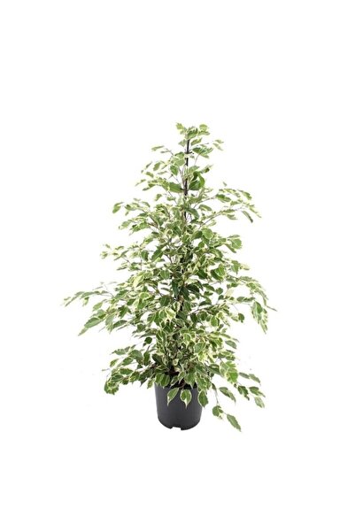 Berceste Peyzaj tasarım Ficus Benjamin Starlight 110 120 Cm Ev Bitkisi Salon Bitkisi Ofis Bitkisi