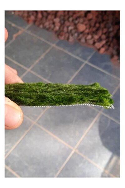 Marimo Scape Co2 Istemeyen Akvaryum Zemin Bitkisi Marimo Carpet