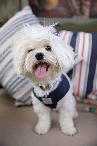Oli and Lui La Festa Denim Dog Collar - Comfortable Cut