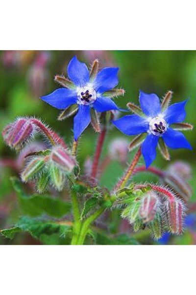 Tohum Dünyası 20+ Adet Borage- Hodan Otu Şifalı Yeşilliktohumu