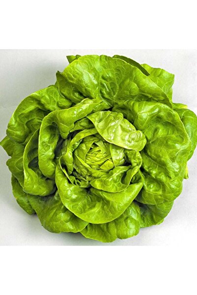 ZENGARDEN EV VE BAHÇE Beyaz Boston göbek marul tohumu atalık sıcağa dayanıklı