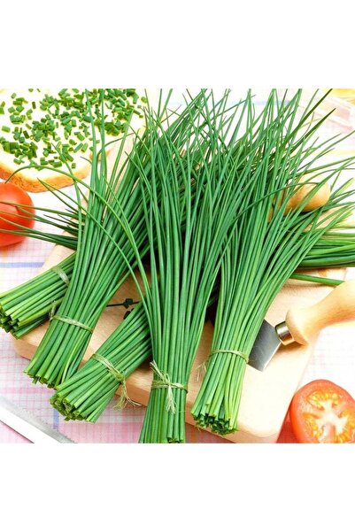 ZENGARDEN EV VE BAHÇE Frenk soğanı tohumu soğanotu orta yapraklı onion chives