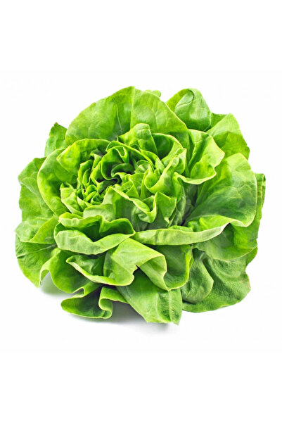 ZENGARDEN EV VE BAHÇE Göbek marul tohumu atalık butter crunch head