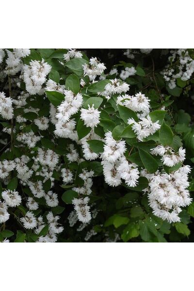 Katlı Havlu Püskülü Fidanı [deutzia scabra] Bahçe ve Peyzaj İçin  - Dekoratif Bitki 2 yaş tüplü