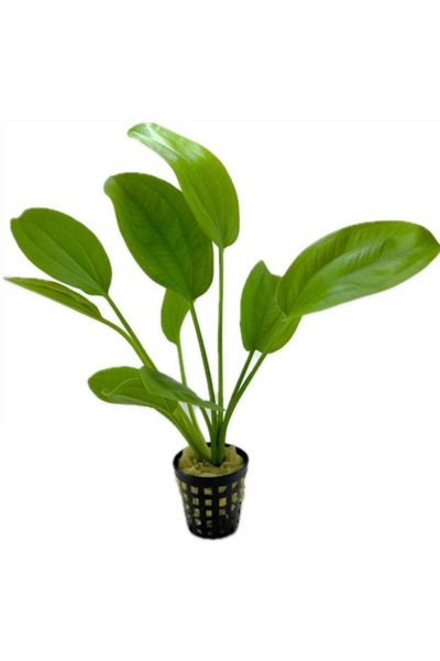 Meç Akvaryum Canlı Bitki (1 Saksı) (Echinodorus Muricatus) (Kaşık Amozon)