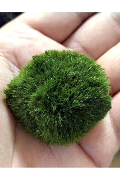 Meç Akvaryum Canlı Bitki (1 Adet) (Moss Ball) (Yosun Topu) (Küçük) 2-3CM