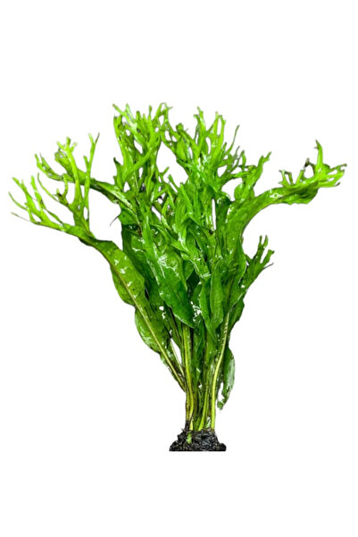 Meç Akvaryum Canlı Bitki (1 Kök) (Java Fern) (Microsorum Windelov)