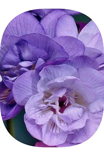 Genel Markalar 40 Adet Mor Frezya Çiçeği ( Freesia ) Soğanı Mis Kokulu Katmerli