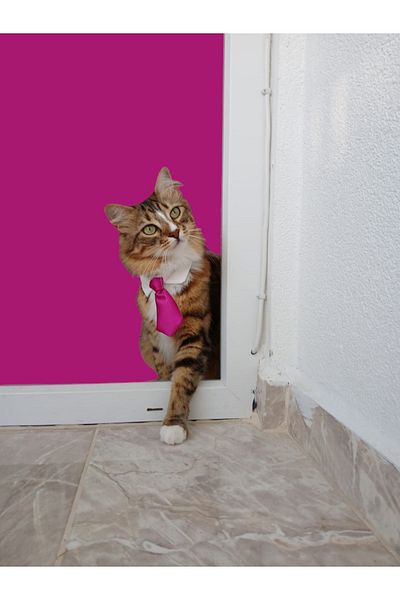 Cebera MG Shirt Collar and Snap Tie - Cat Collar - Satin Tie