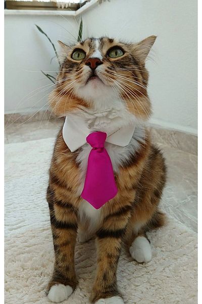 Cebera MG Shirt Collar and Snap Tie - Cat Collar - Satin Tie