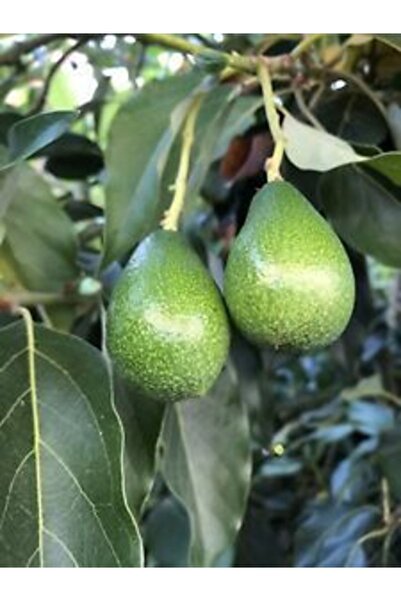 Gloria Aşılı Tüplü 2 Yaş Zutano Avokado Boy 80-110 Cm