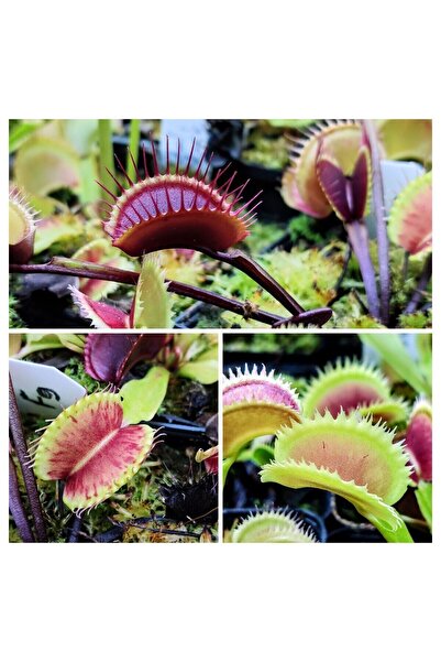 mobuflora Dionaea Muscipula Nadir Koleksiyon Seti 3 Farklı Tür Etobur Bitki Venus Fly Trap Sinek Kapan