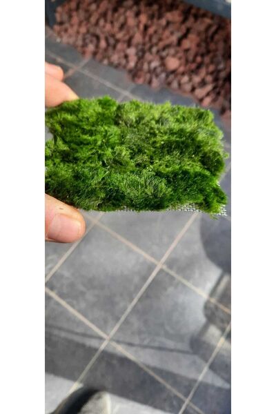 Marimo Scape Co2 Istemeyen Akvaryum Zemin Bitkisi Marimo Carpet