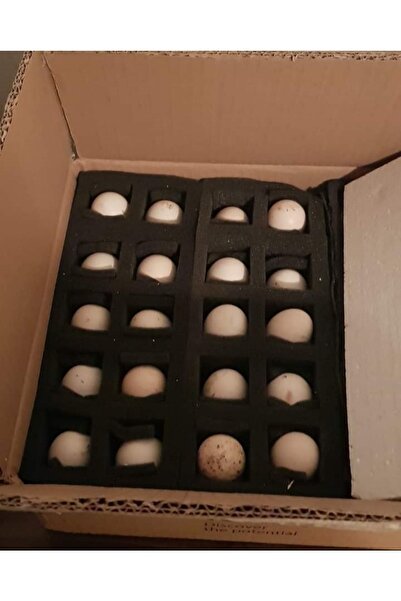 sude hayvancılık Beyaz ligorin yumurtası kuluçkalık 30 adet