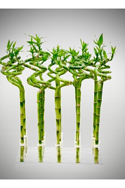 Çiçek Şans Bambusu 3lü 50/60cm