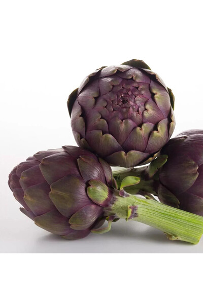 ZENGARDEN EV VE BAHÇE Mor enginar tohumu artichoke purple romagna